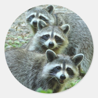 Adesivo Redondo Os Três Raccoons