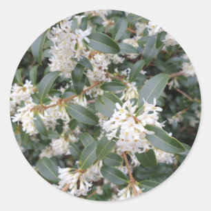Adesivo Redondo Osmanthus Burkwoodii no Parque