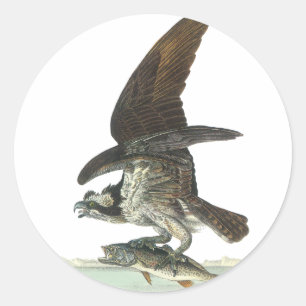 Adesivo Redondo Osprey, John Audubon
