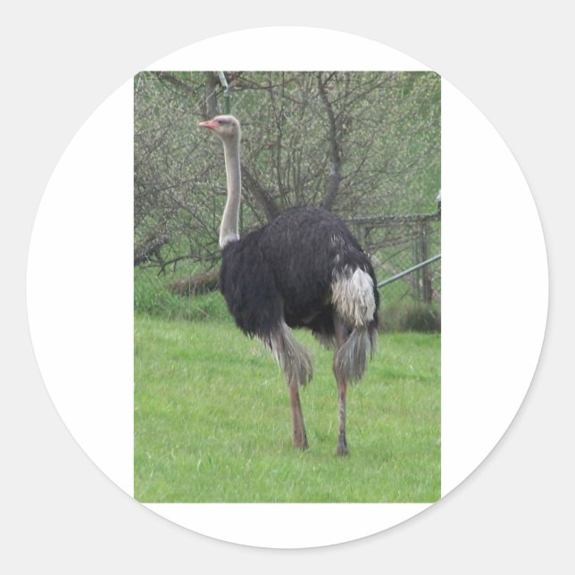 Adesivo Redondo Ostrich (Frente)