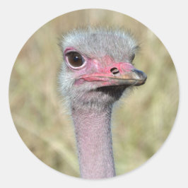 Adesivo Redondo Ostrich Sticker 2