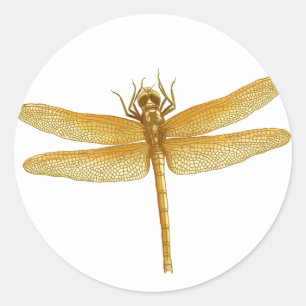 Adesivo Redondo Ouro Dragonfly Sticker