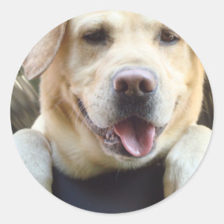 Adesivo Redondo Ouro Labrador Retriever