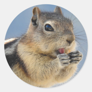 Adesivo Redondo Ouro Mantel Ground Squirrel Sticker