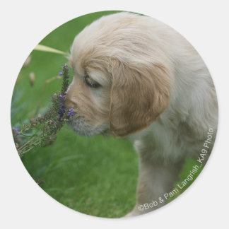Adesivo Redondo Ouro Retriever Puppy
