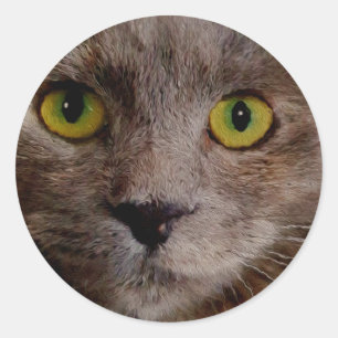 Adesivo Redondo "Ouro Whiskers: Um Gatinho castanho em Pintura de 
