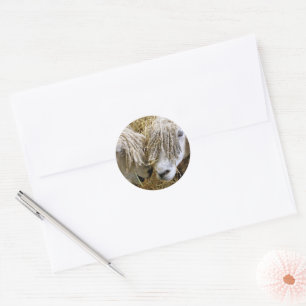 ADESIVO REDONDO OVINO