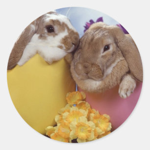 Adesivo Redondo Ovos de dentro de coelhinho de Páscoa bonitos