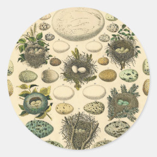 Adesivo Redondo Ovos De Pintura De Ninho De Aves Vintage