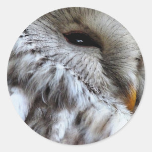 ADESIVO REDONDO OWLS