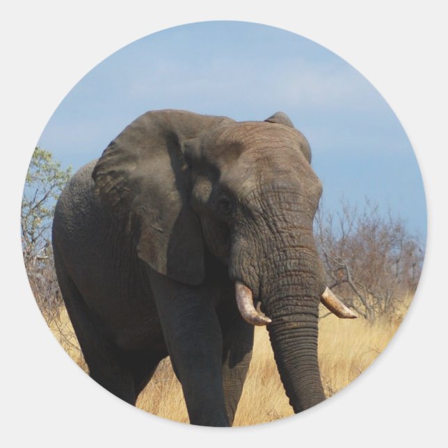 Adesivo Redondo Pachyderm Stickers (Frente)