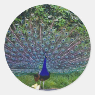 Adesivo Redondo Padrão Colorido Arte de Pavão Indiano Destino