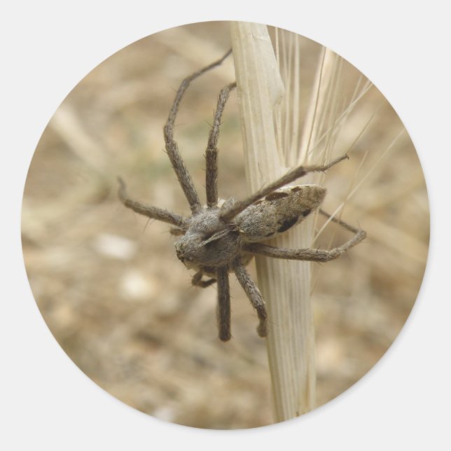 Adesivo Redondo Padrões de aranha assustadores (Frente)