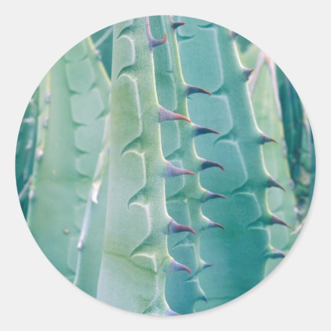 Adesivo Redondo Padrões de uma planta de Agave (Frente)