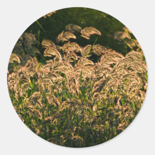 Adesivo Redondo Painço Selvagem (Panicum Sp.) Crescendo em Área Úm