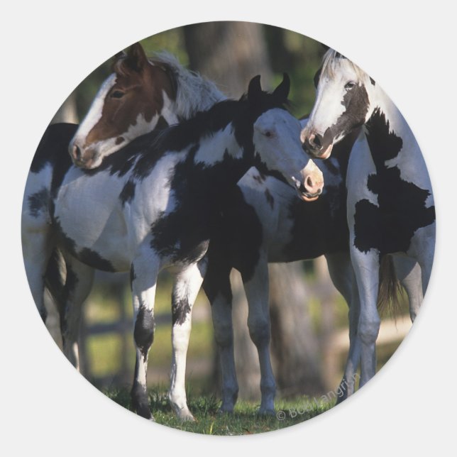 Adesivo Redondo Paint Horses (Frente)