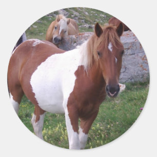 Adesivo Redondo Paint Pony Sticker