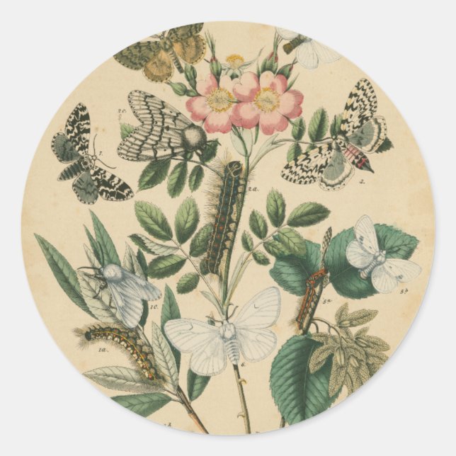 Adesivo Redondo Palcos da vida da borboleta pelo Vision Studio (Frente)