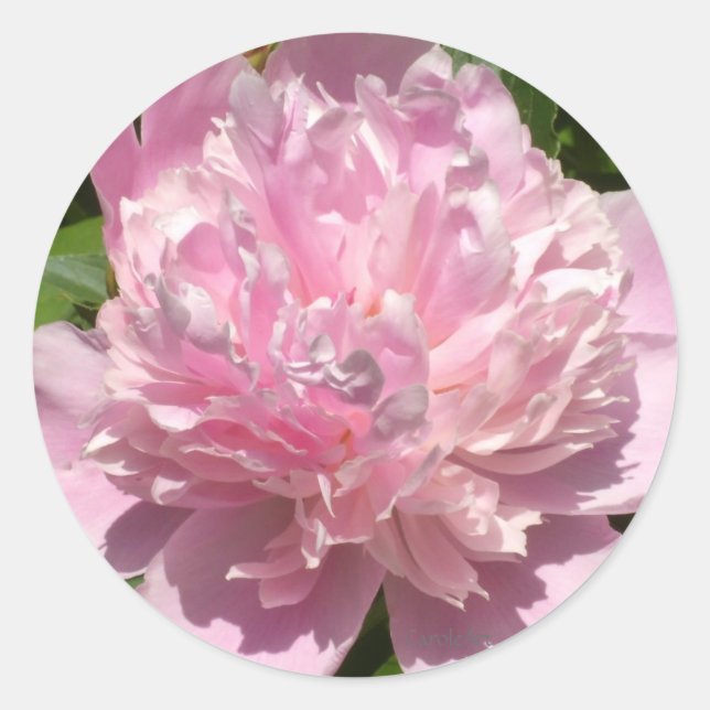 Adesivo Redondo Pale Pink Peony (Frente)