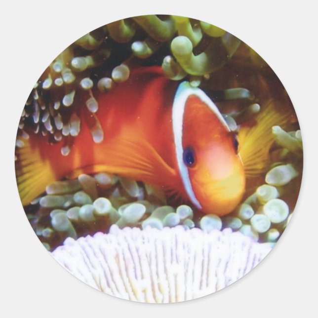 Adesivo Redondo Palhaço de Tomato de Fiji (Frente)