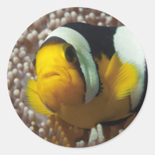 Adesivo Redondo Palhaço - Fecho! Tão fofo - Nemo em Anemone