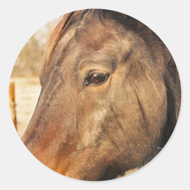 Adesivo Redondo Palhetas de Cavalo com Sono (Frente)