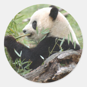 Adesivo Redondo Panda gigante