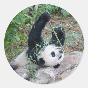 Adesivo Redondo Panda Gigante Comendo Almoços