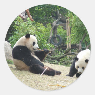 Adesivo Redondo Panda gigante em uma fotografia de zoológico de an