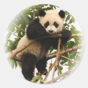 Adesivo Redondo Panda. gigante novo