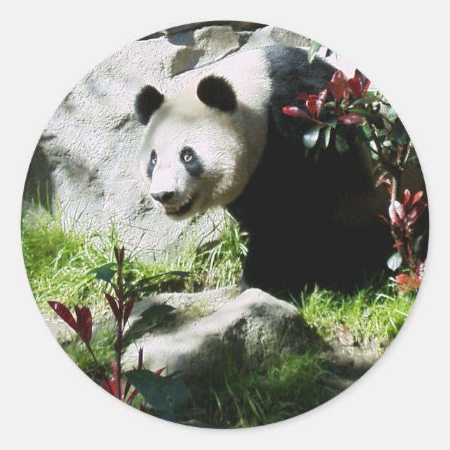 Adesivo Redondo Panda Smile (Frente)