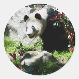 Adesivo Redondo Panda Smile
