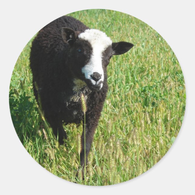 Adesivo Redondo Pandi (Frente)