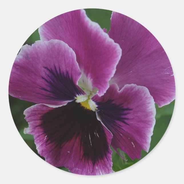 Adesivo Redondo Pansy Pictures Sticker (Frente)