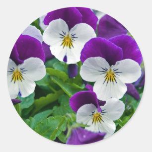 Adesivo Redondo Pansy Purple