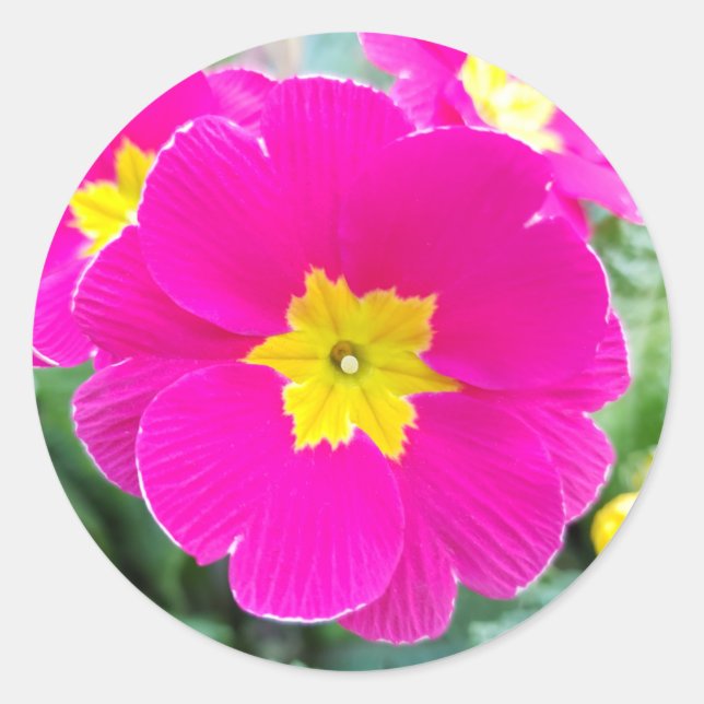 Adesivo Redondo Pansy rosa no palito clássico do parque (Frente)