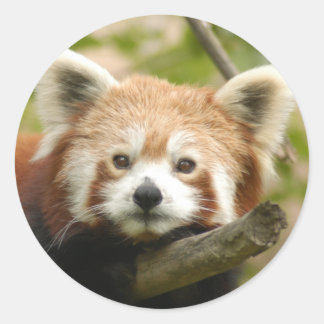 Adesivo Redondo pantanês-vermelho10x10