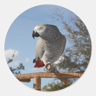 Adesivo Redondo Papagaio-Cinza africano espantoso