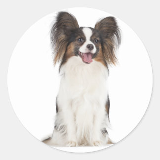 Adesivo Redondo Papillon Puppy Dog - Cães Adoráveis