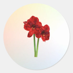 Adesivo Redondo Par de Amaryllis Vermelho