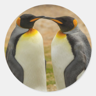 Adesivo Redondo Par de pinguins-imperadores, Ilhas Falkland