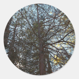 Adesivo Redondo Para cima através das filiais