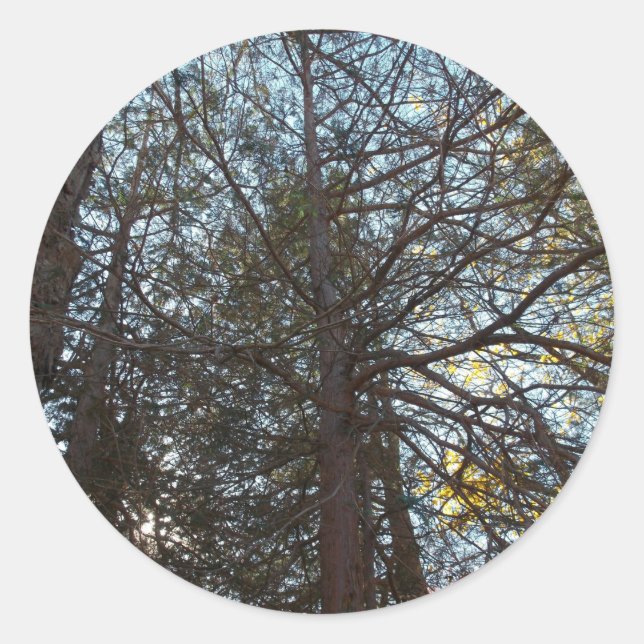 Adesivo Redondo Para cima através das filiais (Frente)