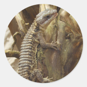 Adesivo Redondo Para o leste lagarto cintado tropical