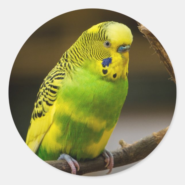 Adesivo Redondo Parakeet Personalizado do Orçamento Inglês (Frente)