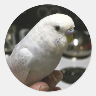 Adesivo Redondo Parakeet Todo-Branco Demure com escala elétrica