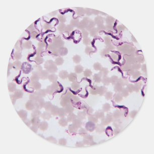 Adesivo Redondo Parasita Trypanosoma do sangue