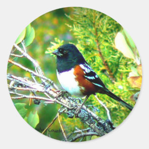 Adesivo Redondo Pardal tomado partido Rufous do Towhee
