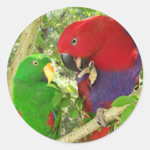 Adesivo Redondo Pares de Eclectus