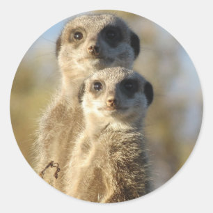Adesivo Redondo Pares de Meerkats